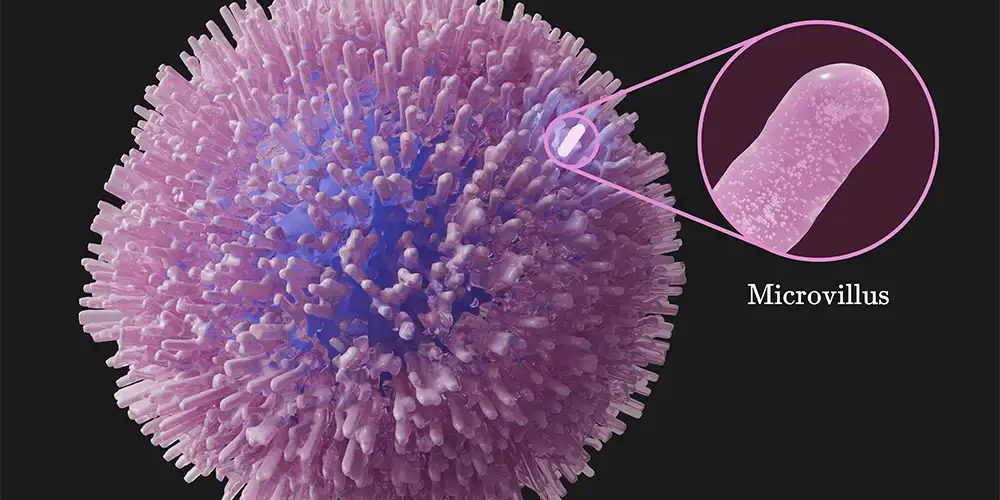 Glutathione and T-Cell Function