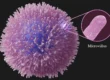 Glutathione and T-Cell Function