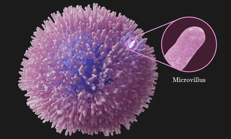 blog8 Glutathione and T-Cell Function